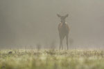 Cervo nobile (Cervus elaphus)