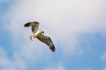 Falco pescatore (Pandion haliaetus)