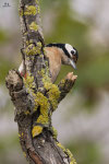 Picchio rosso maggiore (Dendrocopos major)