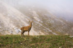 Cervo nobile (Cervus elaphus)