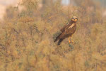 Falco di palude (Circus aeruginosus)