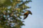 Gruccione (Merops apiaster)