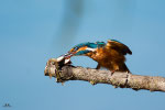 Martin pescatore (Alcedo atthis)