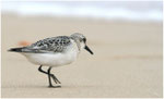 Bécasseau sanderling (Calidris alba) ©JlS