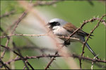 Pie-grièche écorcheur mâle ( Lanius collurio ) © JlS