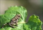 Crapaud commun (Bufo bufo) © JlS