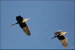 Héron cendré (Ardea cinerea) © JlS