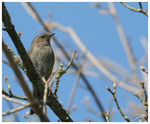 Accenteur mouchet (Prunella modularis) ©JlS