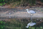 Héron cendré (Ardea cinerea) © JlS