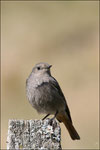 Rougequeue noir femelle ( Phoenicurus ochuros ) © JlS