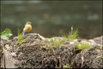 Bergeronnette des ruisseaux ( Motacilla cinerea) © JlS