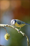 Mésange bleue ( Parus caerulus) ©JlS