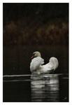 Cygne tuberculé (Cygnus olor) © JlS