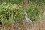 Héron cendré (Ardea cinerea) © JlS