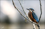 Martin pêcheur (Alcedo athis) © JlS