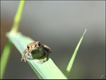 Crapaud commun (Bufo bufo) © JlS