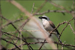 Pie-grièche écorcheur mâle ( Lanius collurio ) © JlS