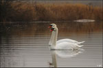 Cygne tuberculé (Cygnus olor) © JlS