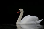 Cygne tuberculé (Cygnus olor) © JlS