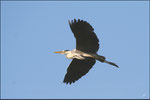 Héron cendré (Ardea cinerea) © JlS