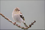 Pinson des arbres femelle ( Fringilla coelebs ) © JlS