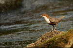 Cincle plongeur (Cinclus cinclus) © JlS