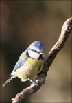 Mésange bleue ( Parus caerulus) ©JlS