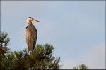 Héron cendré (Ardea cinerea) © JlS