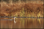 Grèbe huppé (Podiceps cristatus) © JlS