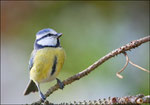 Mésange bleue ( Parus caerulus) ©JlS