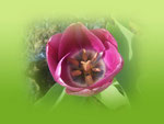 Tulpe auf Grün