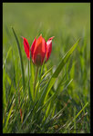 Tulipe d'Agen (Tulipa agenensis)