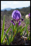 Iris nain (Iris lutescens)