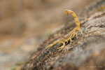 Scorpion Languedocien (Buthus occitanus)