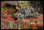 Tortue d'Hermann (Testudo hermanni hermanni) consommant un sedum