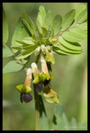 Vesce noirâtre (Vicia melanops)