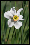 Narcisse des poètes (Narcissus poeticus)