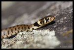 Jeune Couleuvre à collier (Natrix natrix)