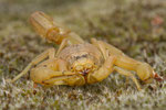 Scorpion Languedocien (Buthus occitanus