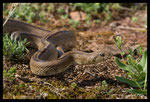 Couleuvre à échelons (Rhinechis scalaris)