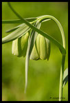 Fritillaire à involucre (Fritillaria involucrata)