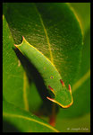 Chenille de Nymphale de l'Arbousier ou Pacha à deux queues (Charaxes jasius)
