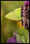 Thécla de l'Arbousier (Callophrys avis)