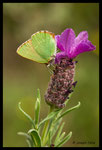 Thécla de l'Arbousier (Callophrys avis)