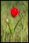 Tulipe d'Agen (Tulipa agenensis)