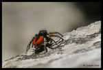 Araignée sauteuse (Philaeus chrysops, mâle)