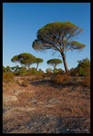 Pin parasol (Pinus pinea)