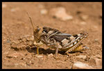 Criquet hérisson (Prionotropis hystrix azami)