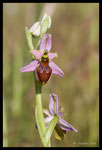 Ophrys brillant (Ophrys splendida)