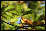 Châtaigner (Castanea sativa) à l'automne